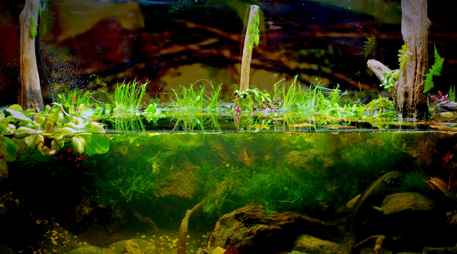 biotope-aquarium