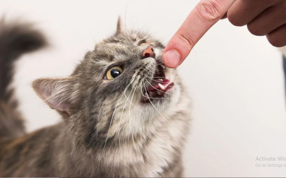 cat-bite