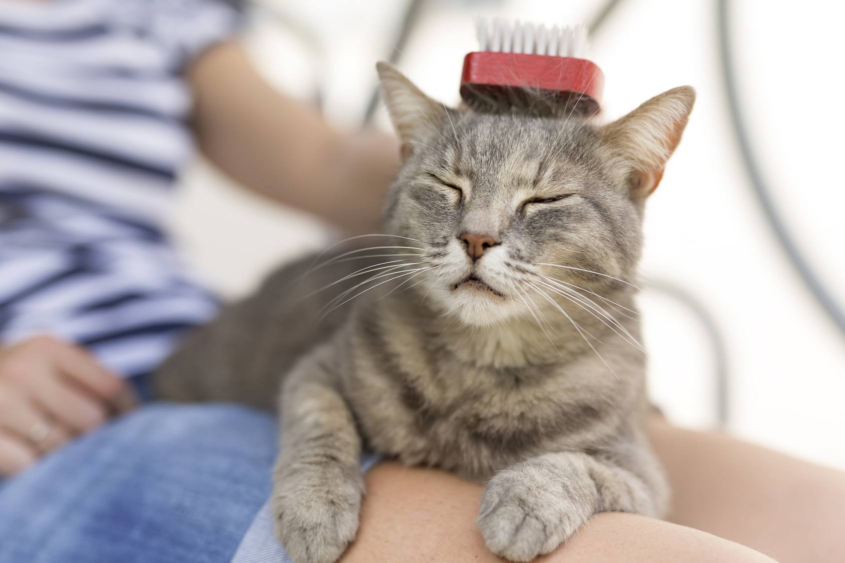 Cat Care All You Need To Know About It In 2020