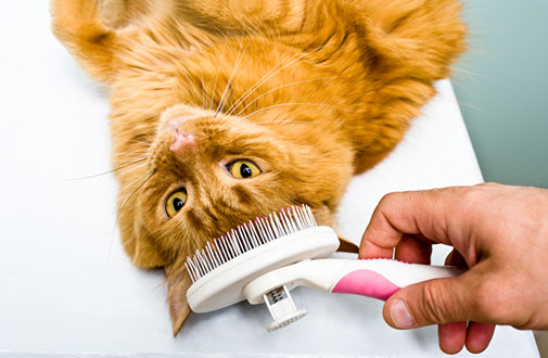 cat-care_cat-grooming