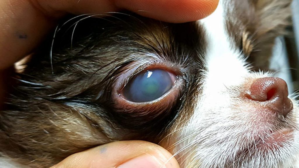 cat eyes injury treatments