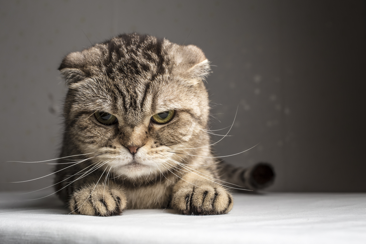 Massive Cat Head Injury Symptoms, Treatment & Precaution
