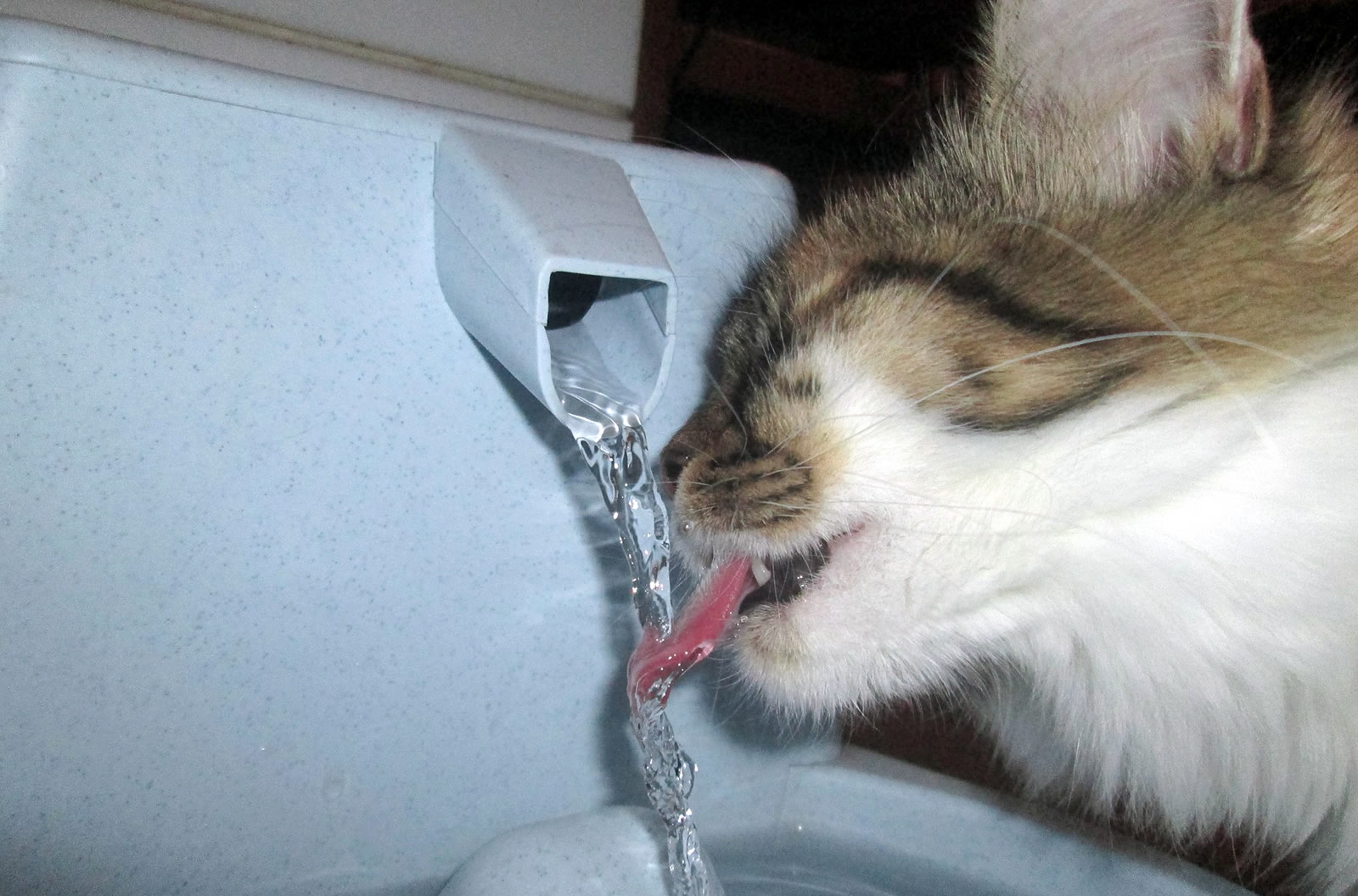 Why Your Cat Increased Water Intake? Dangerous Diseases