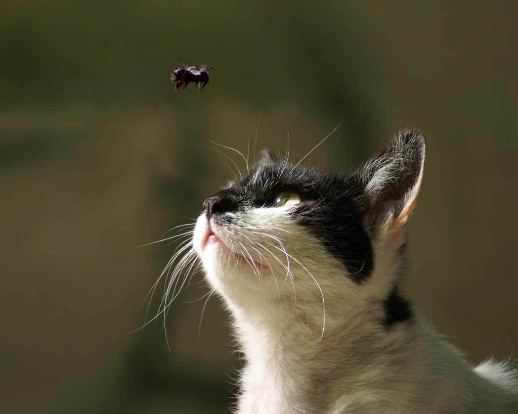 cat-insect-bites-information