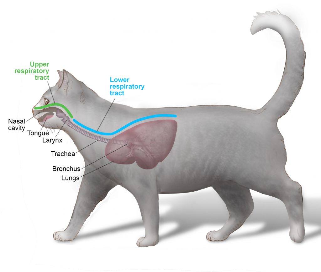 cat-larynx-information
