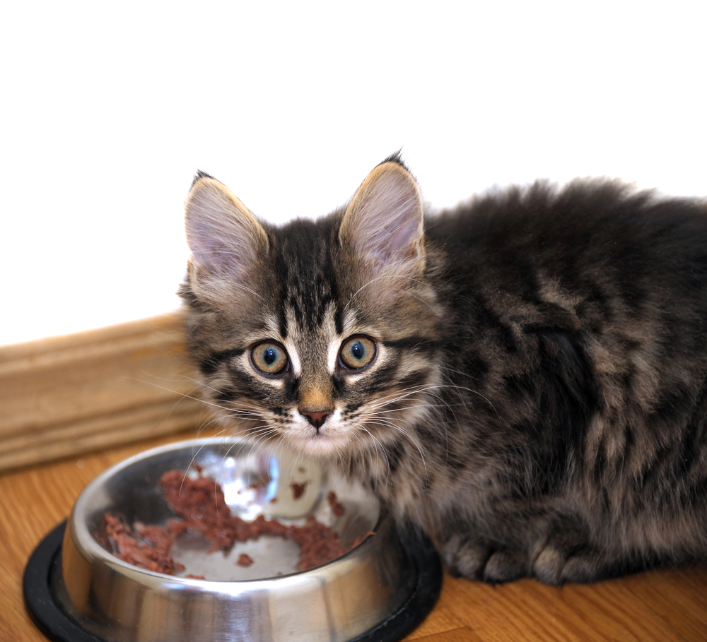 cat-nutrition-guide