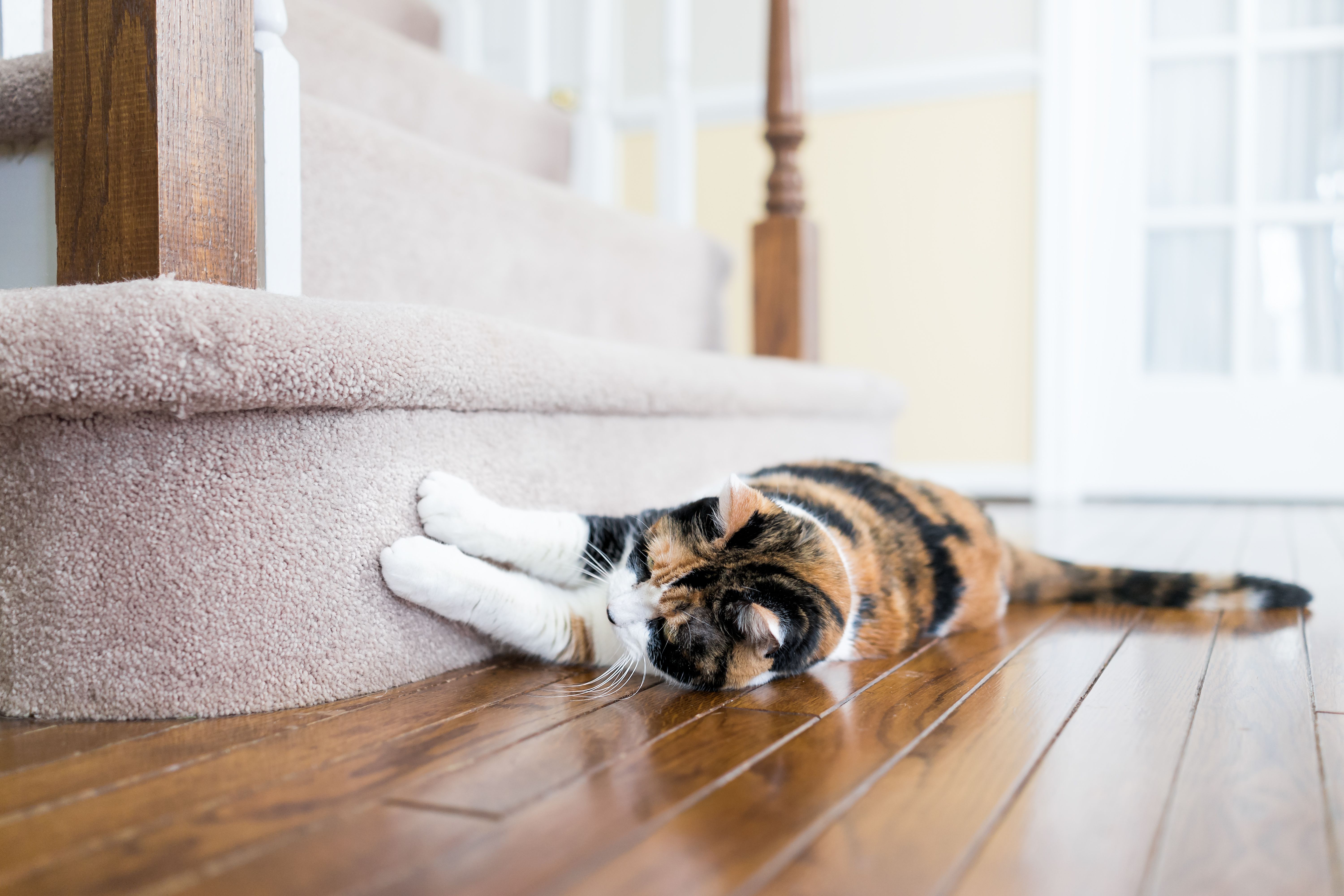 cat-scratching-indoor