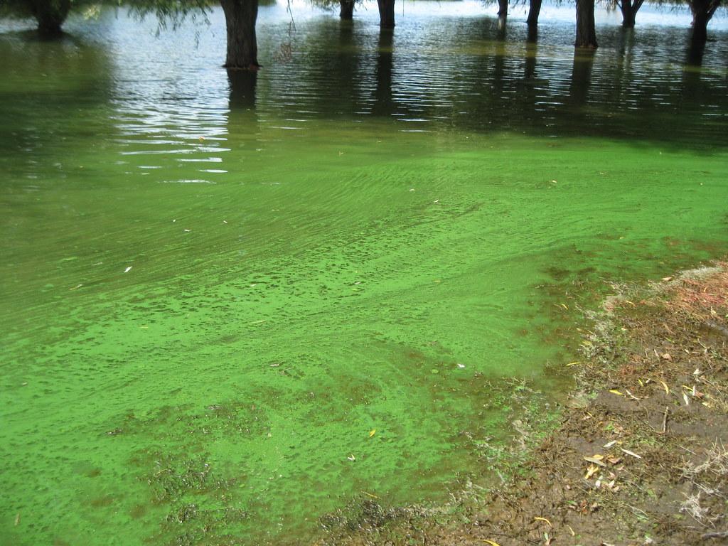 blue-green-algae