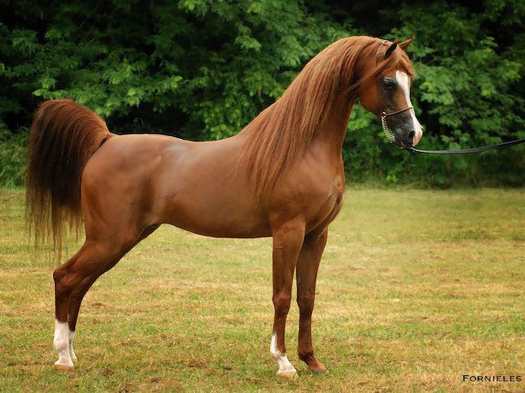 Arabian Horse character