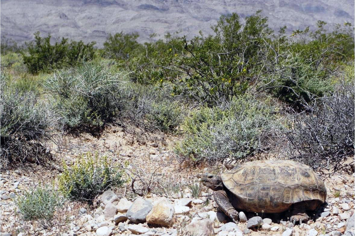 desert-tortoise-hibernation