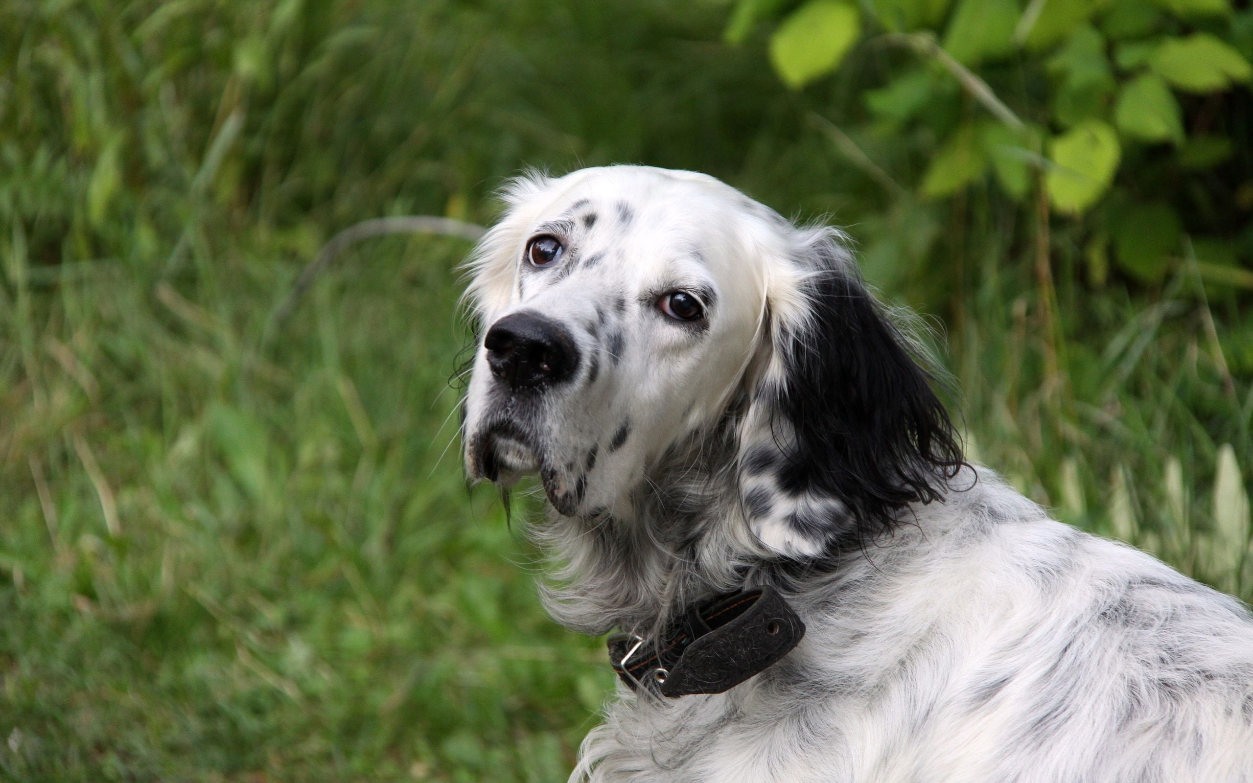 english-setter-characterstics