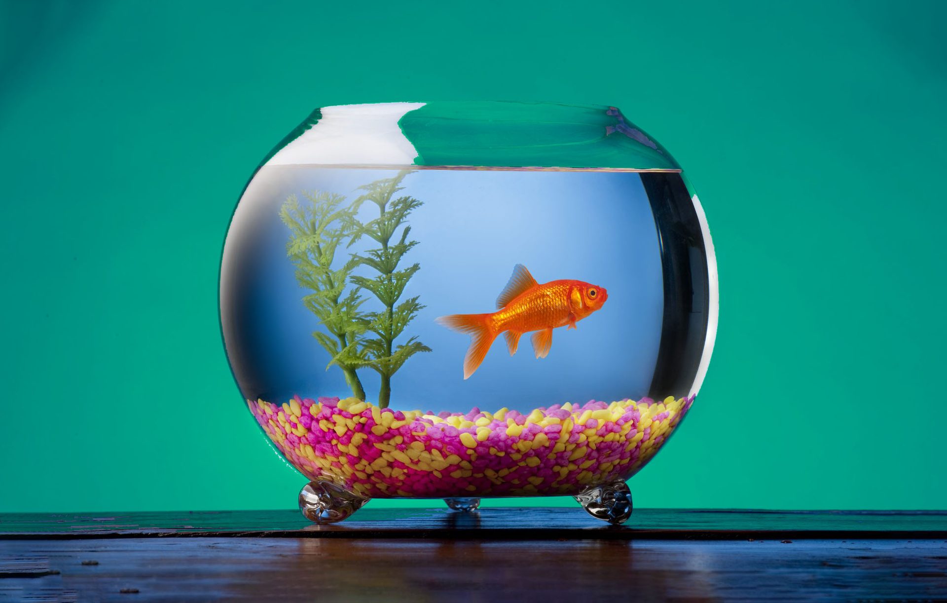 Should You Fill A Fish Tank To The Top