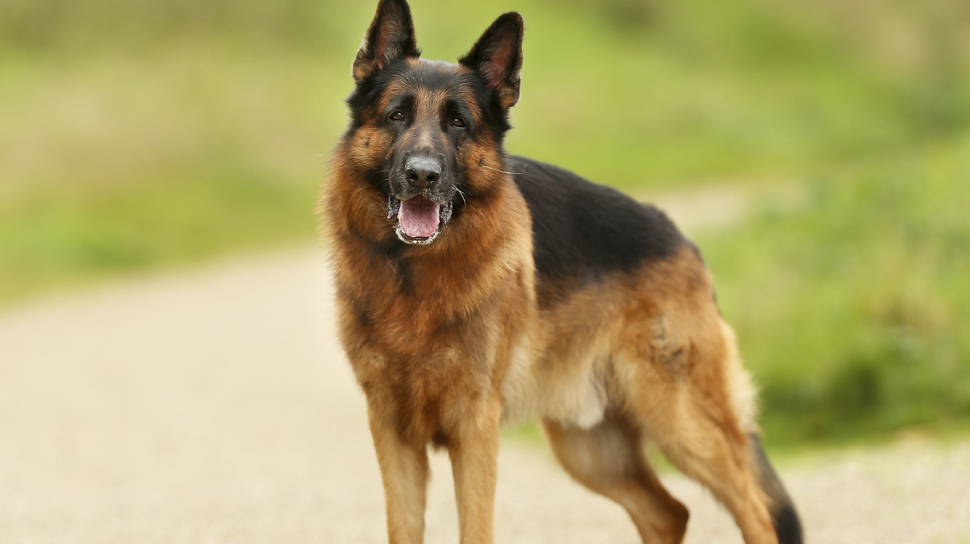 german-shepherd-Health