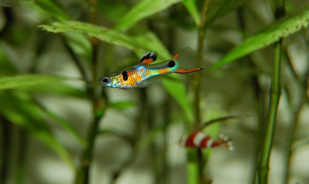 Guppy-Genetics