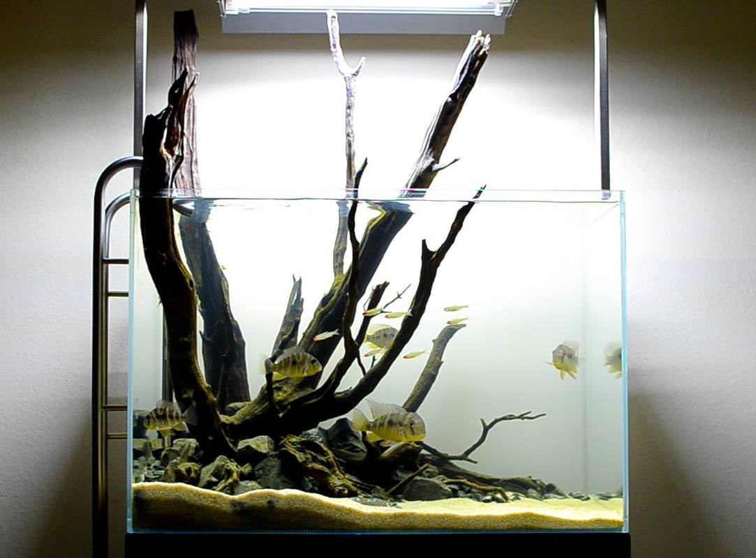 biotope-aquarium