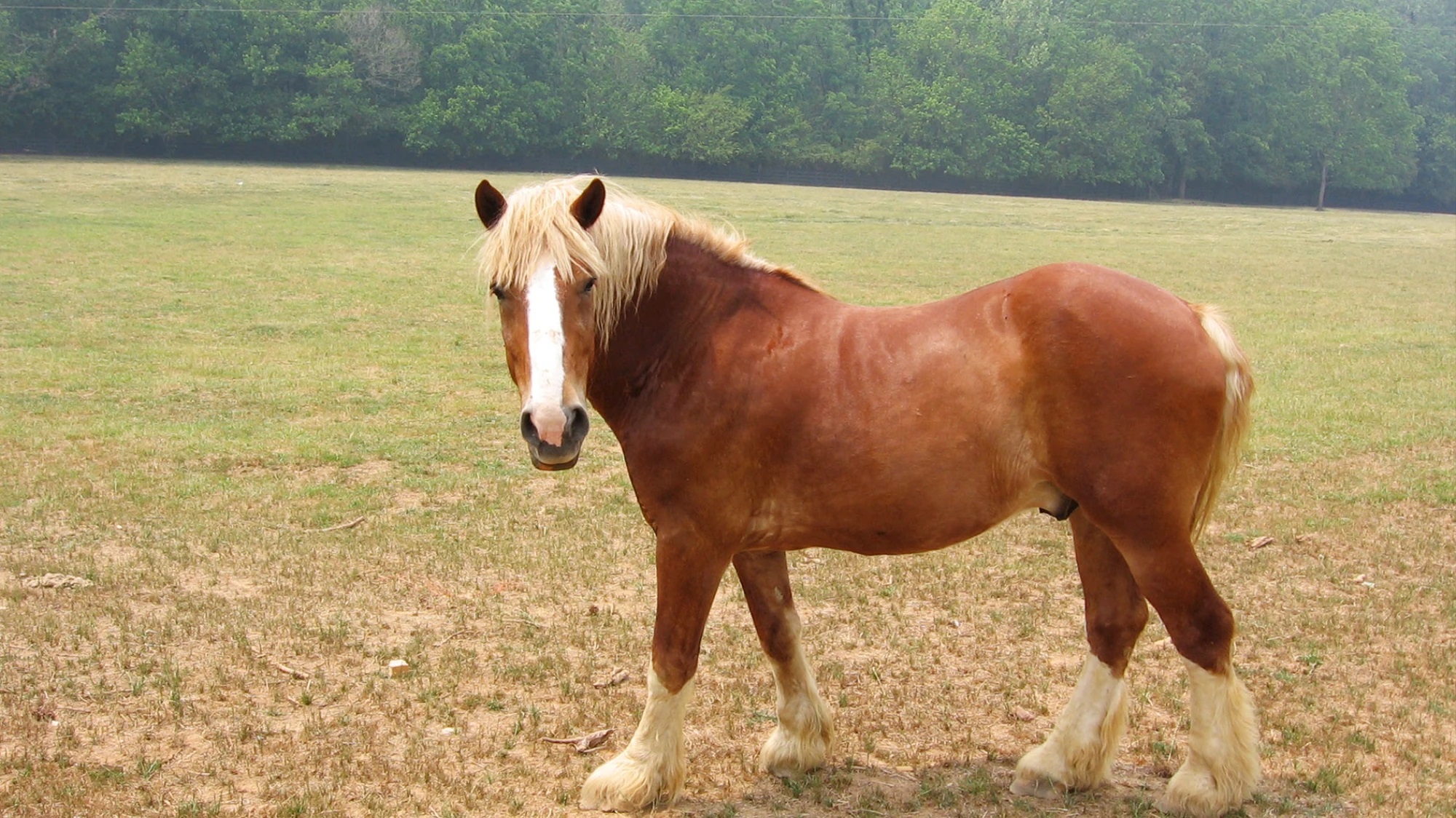 Belgian horse breed