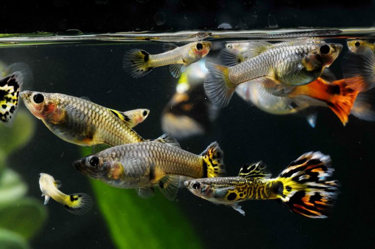 Best Information About Guppy Fry ( Basic Tips & Guide )