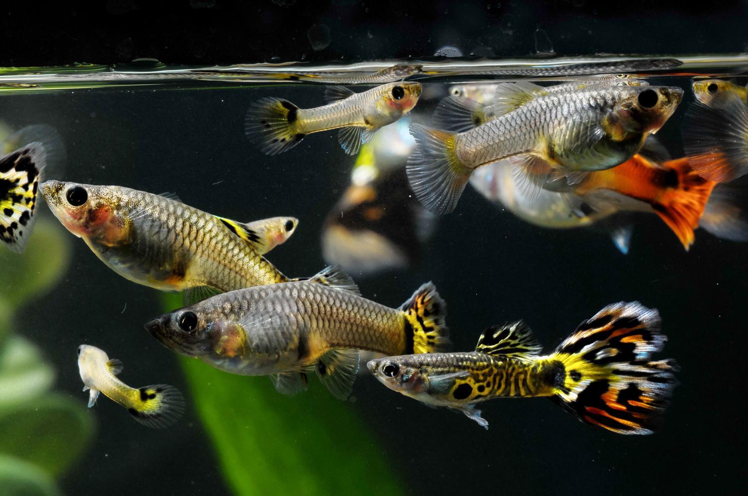 Guppy-Fry