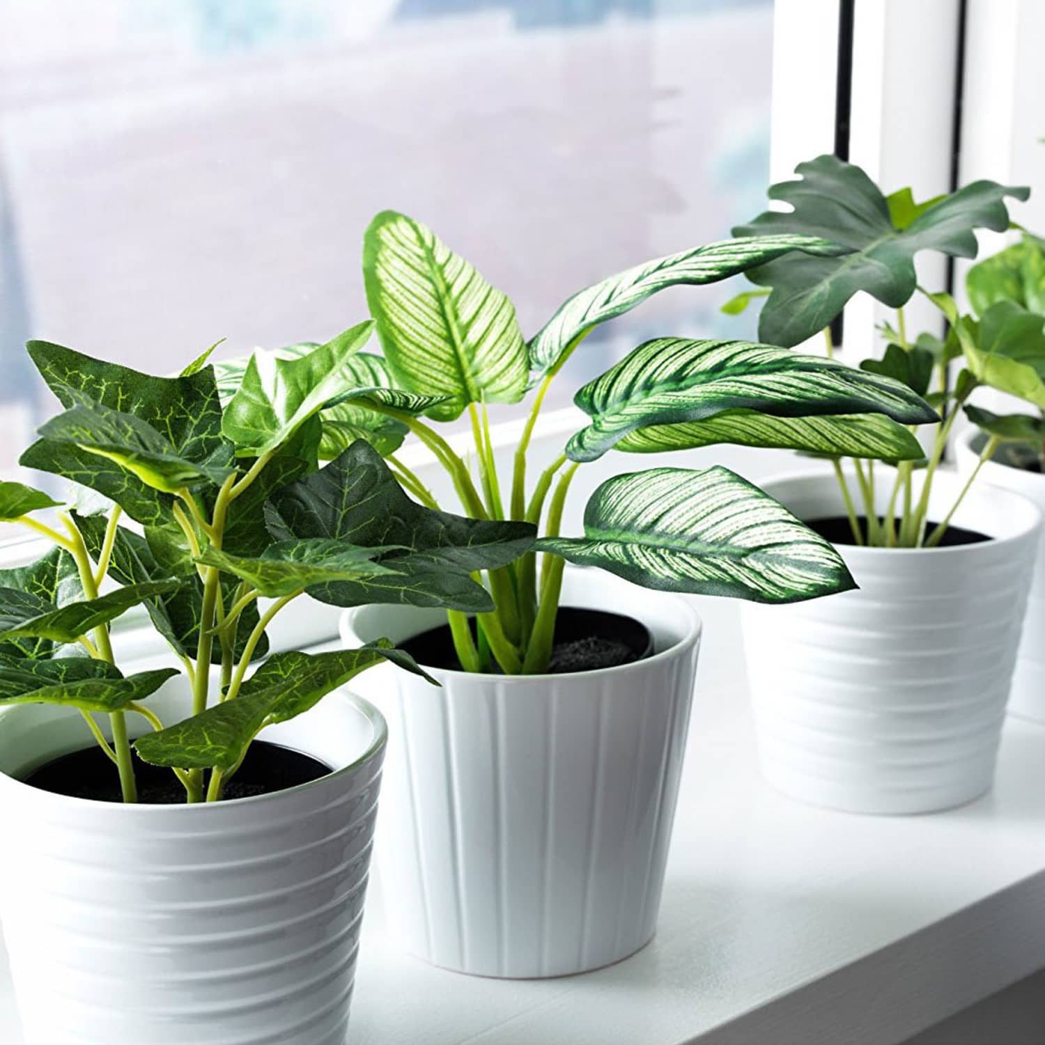 Best Information About Plastic Plants Common Factor