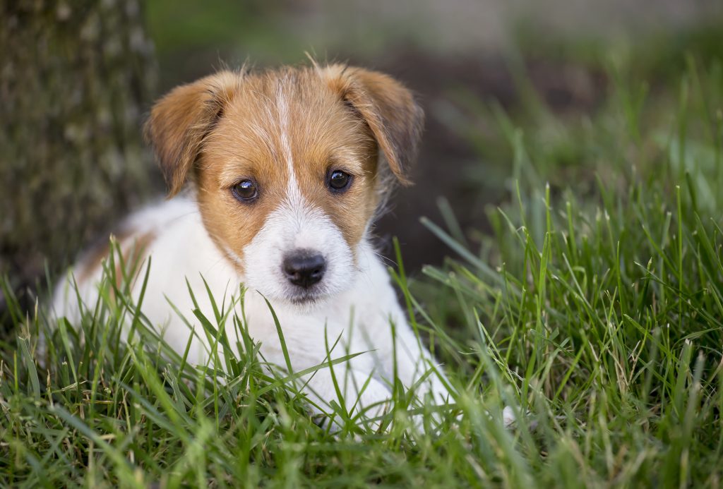Jack Russell Terrier Dog History, Temperament, Basic Health