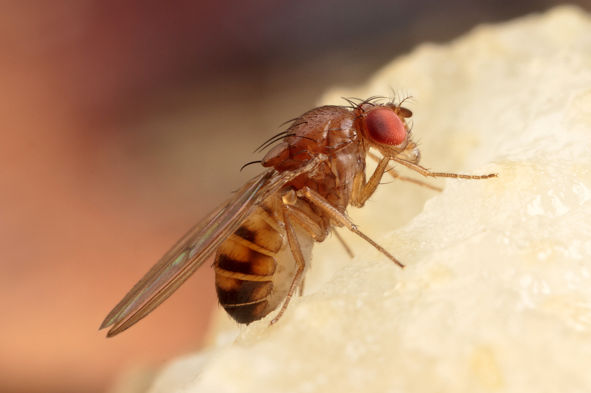 Wingless fruit flies