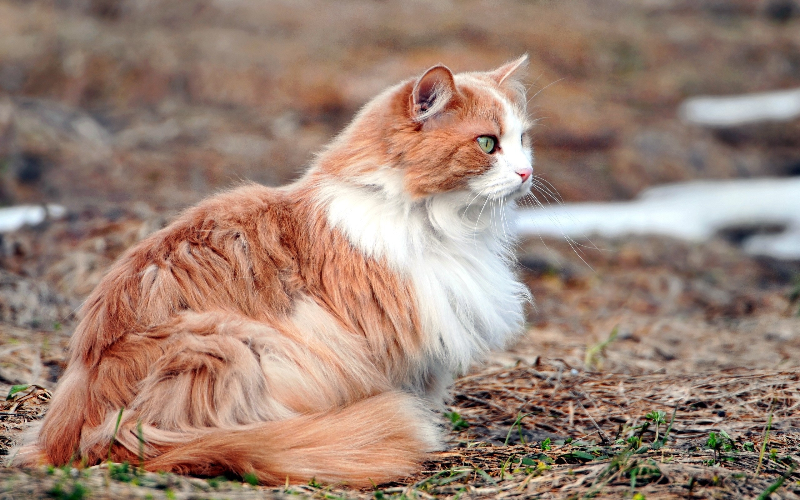 maine-coon-cat