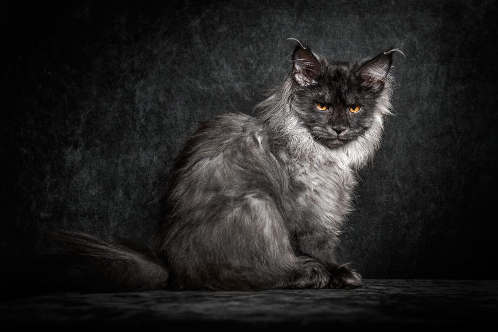 Maine Coon Cat Breed All You Need To Know