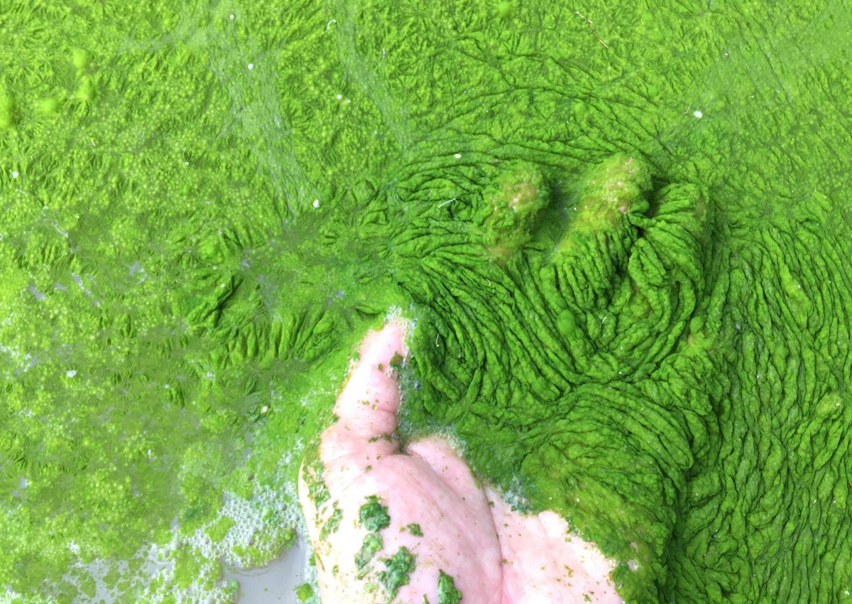 Algae