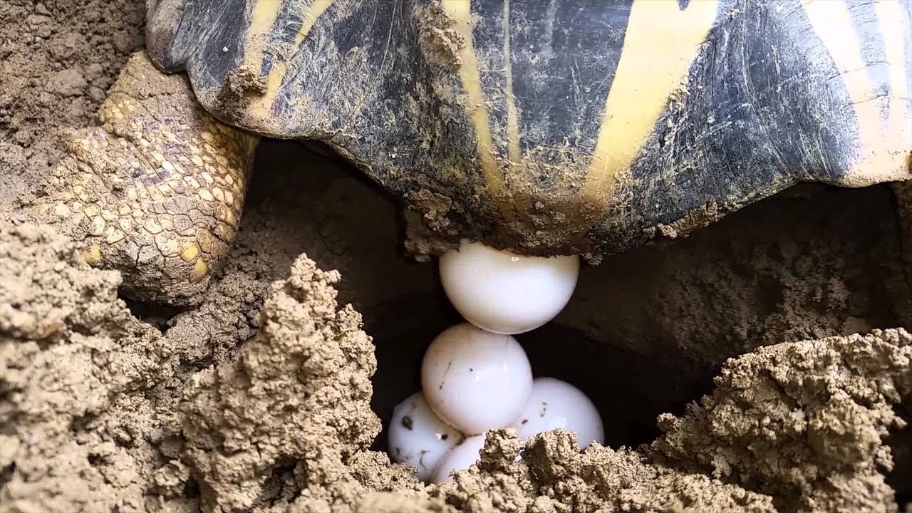 tortoise-breeding