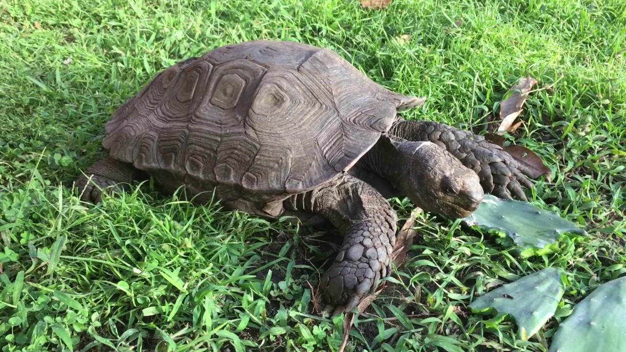 burmese-tortoises