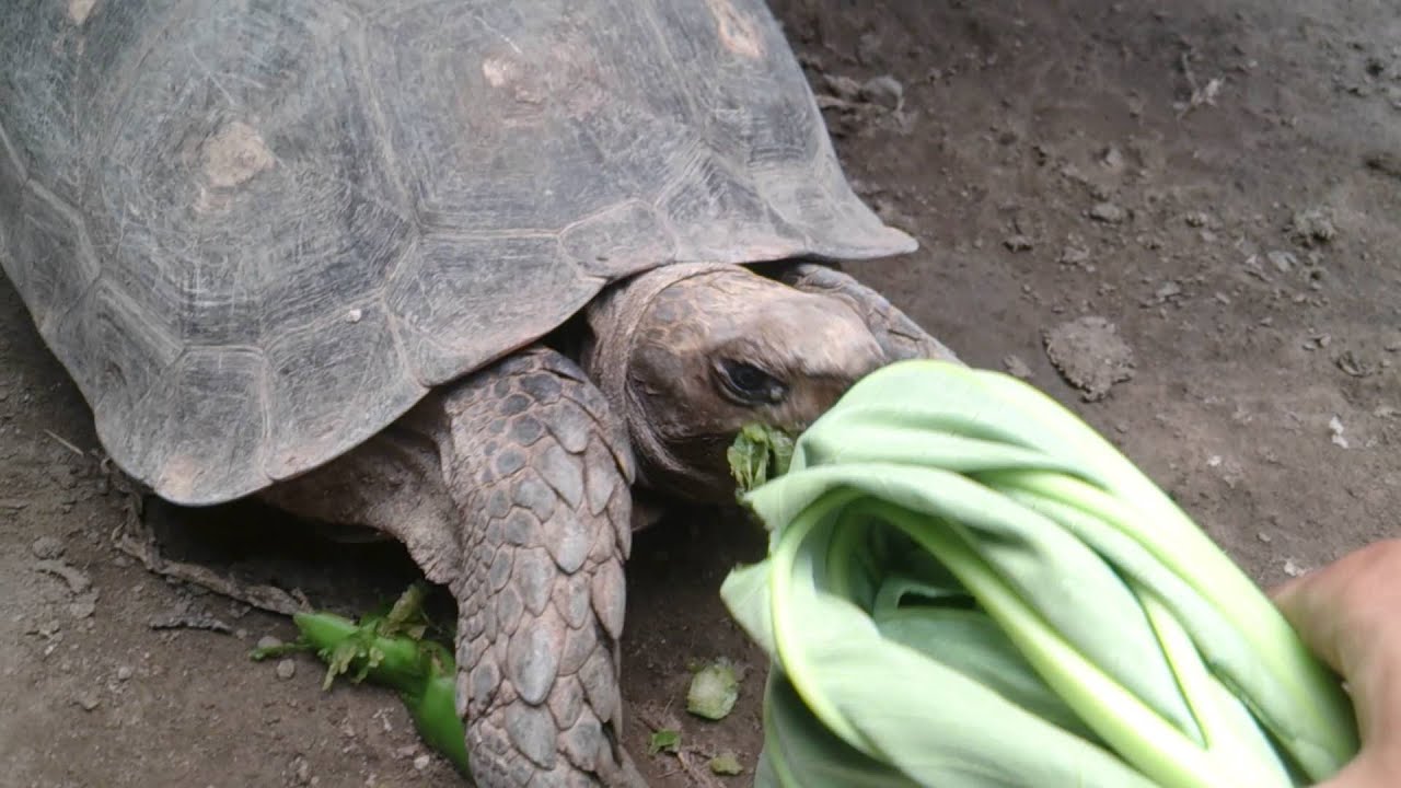 burmese-brown-tortoise