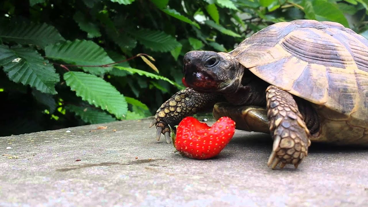 What-Do-Turtles-Eat