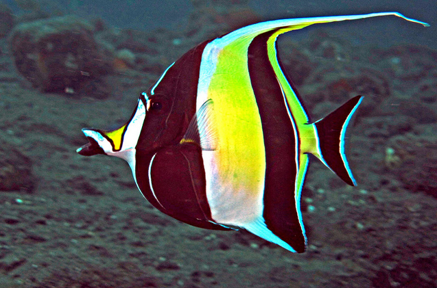 moorish- idol- fish