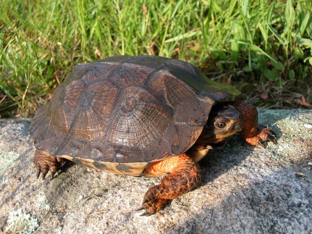 north-american-type-of-turtle