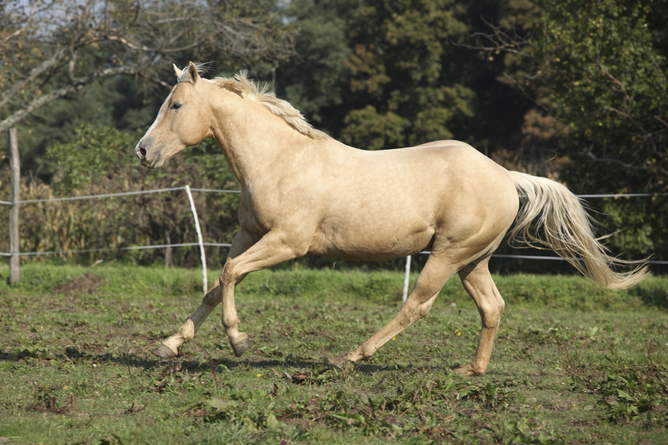 palomino-horse-character