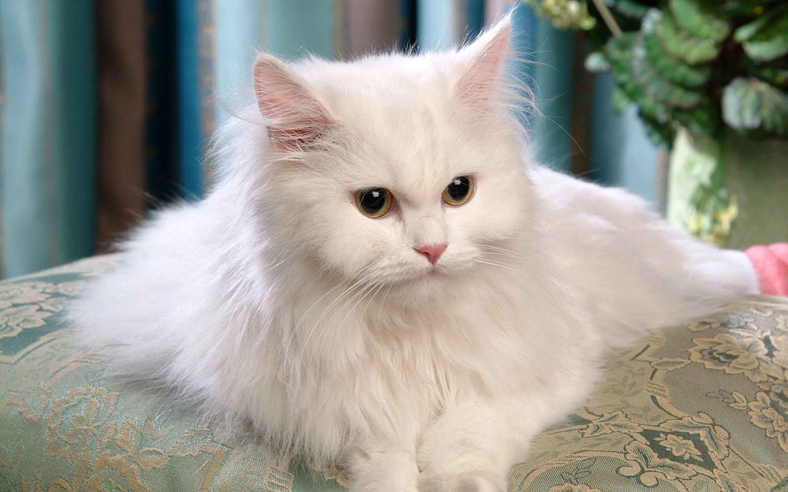 persian-cat