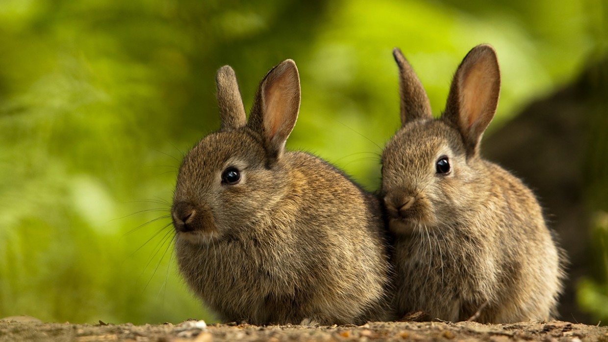 rabbit-breeding