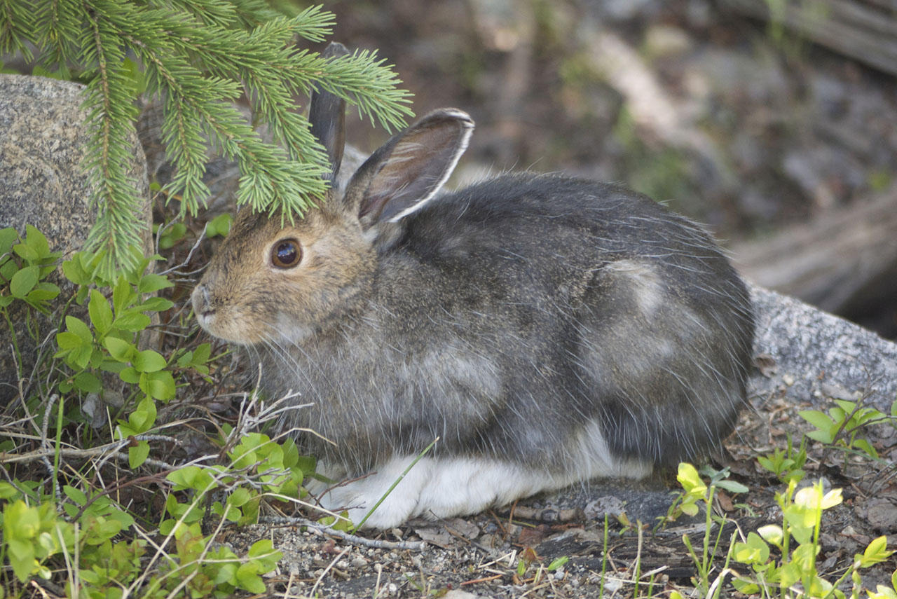 rabbits-coprophagy