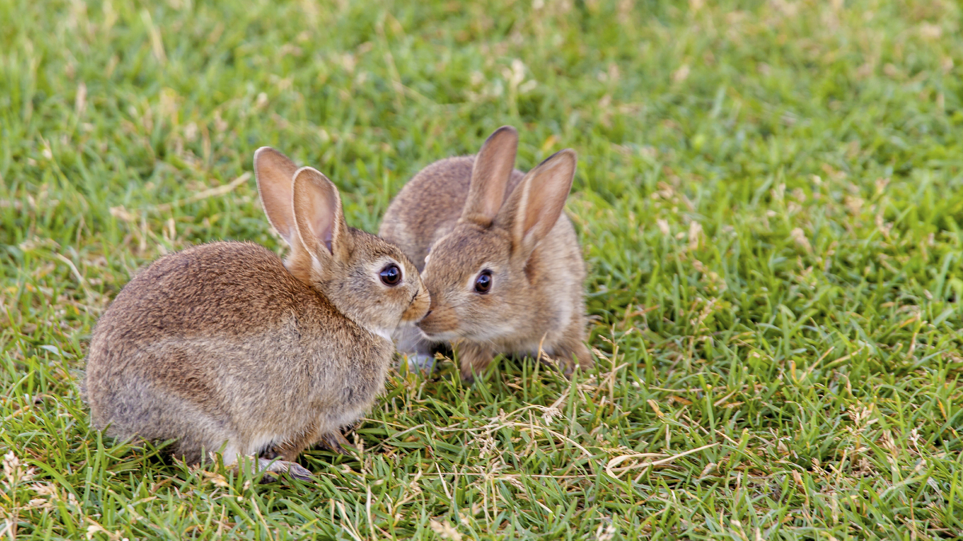 rabbits-coprophagy