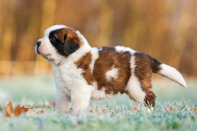 Saint Bernard Dog Breed History, Health & Characteristics