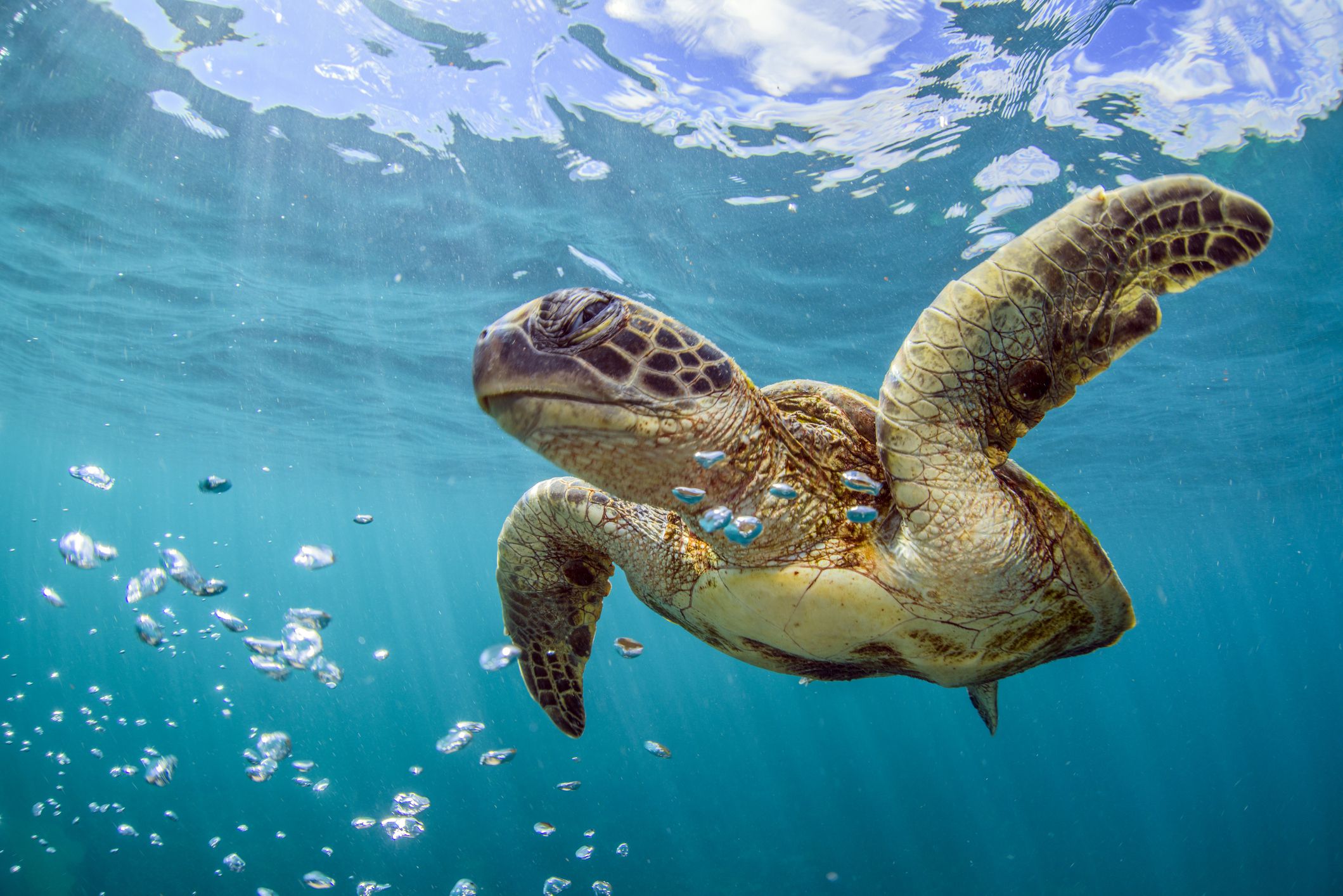 Where Do Most Hawksbill Turtles Live