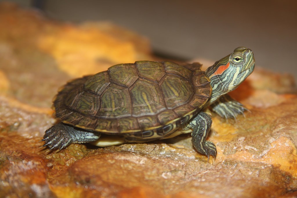 slider-turtle