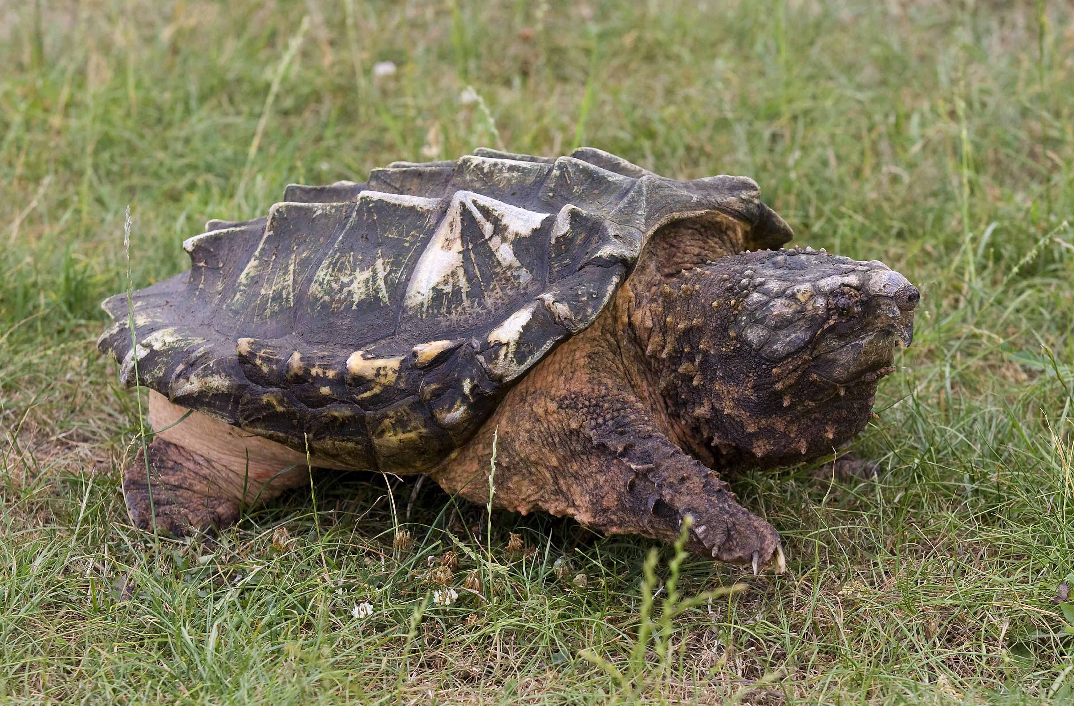 snapping-turtles-information