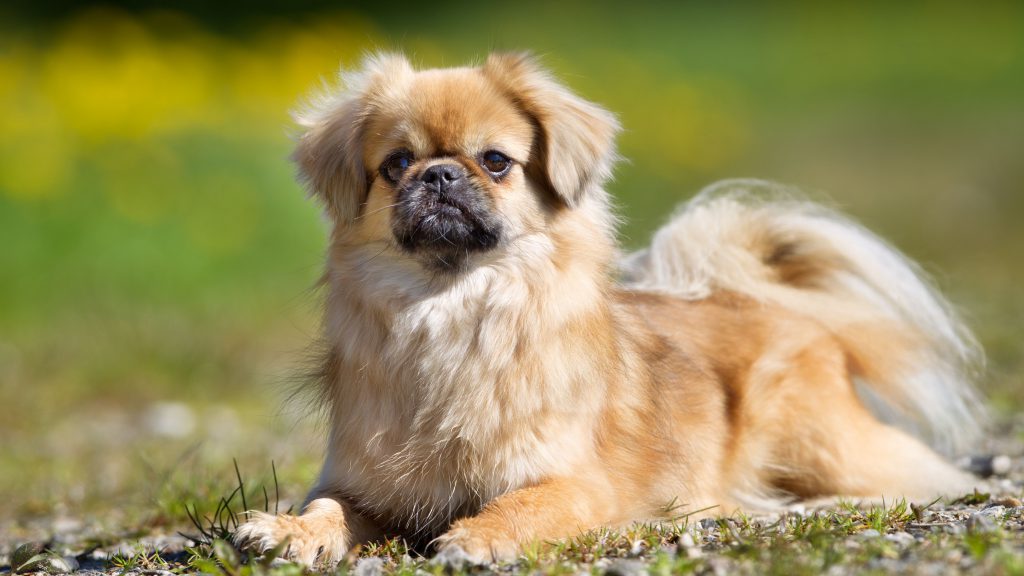 tibetan-spaniel