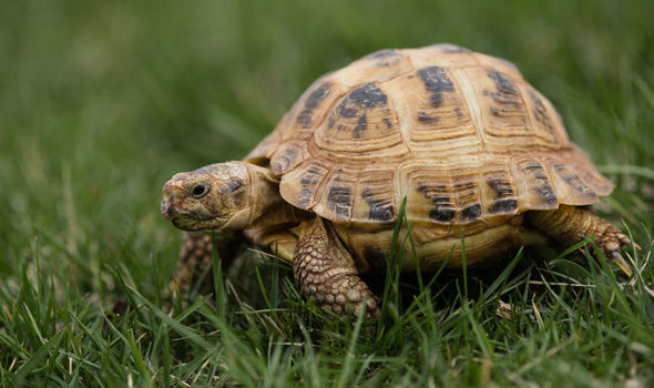 tortoise