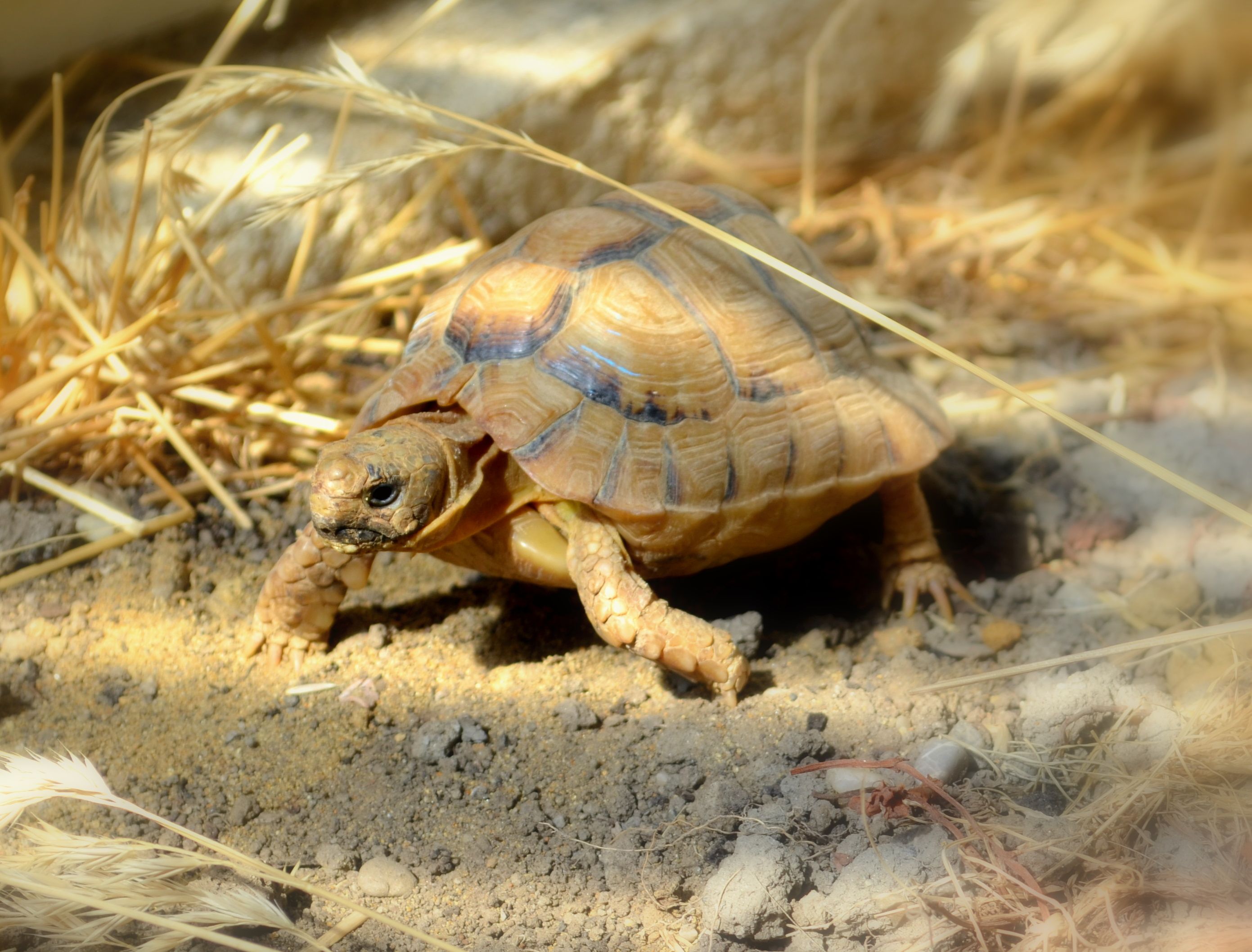 turtles-health