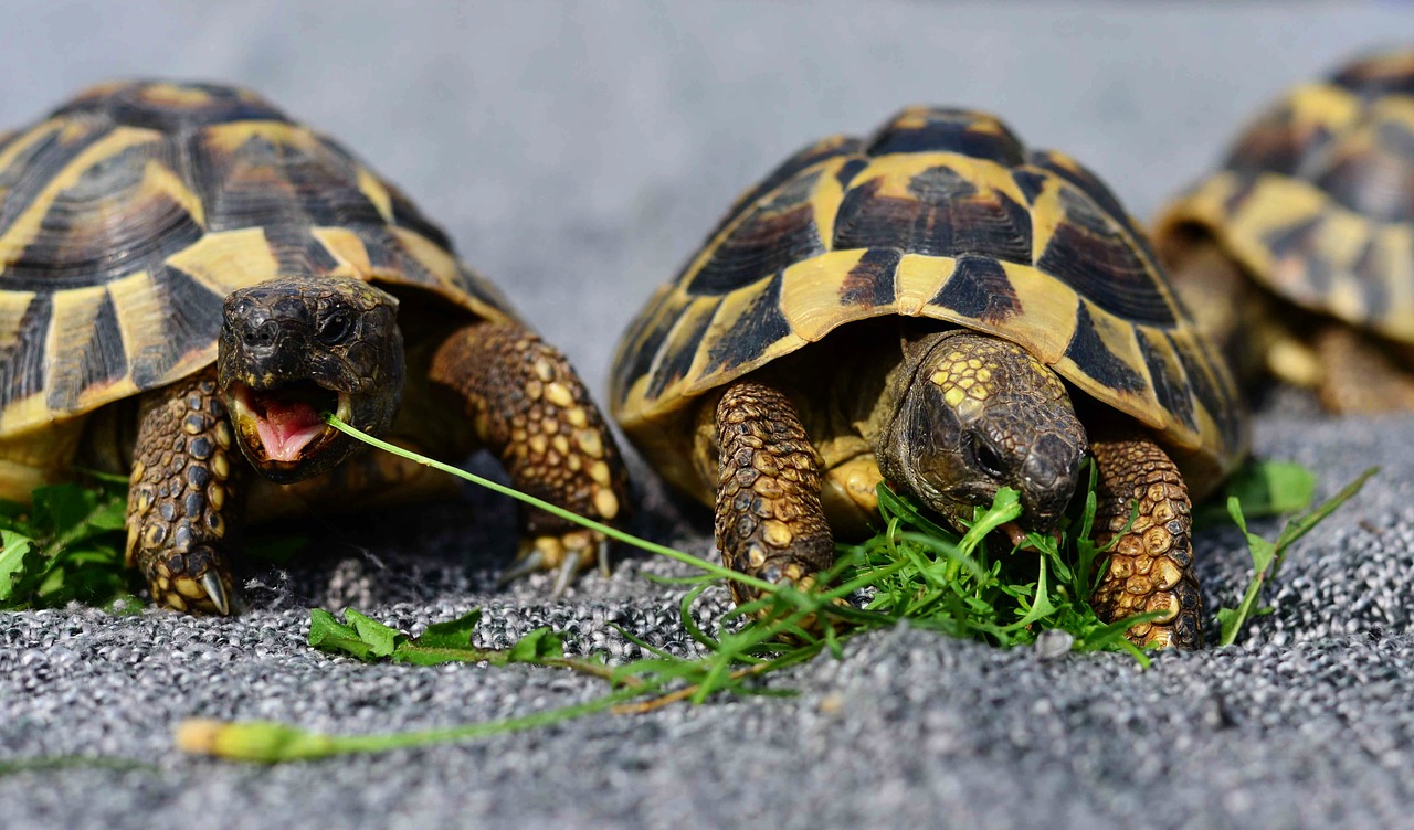 type-of-tortoise