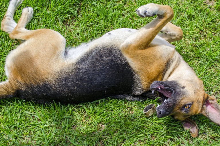 seizures-in-dogs-manging-symptoms-causes-best-treatment