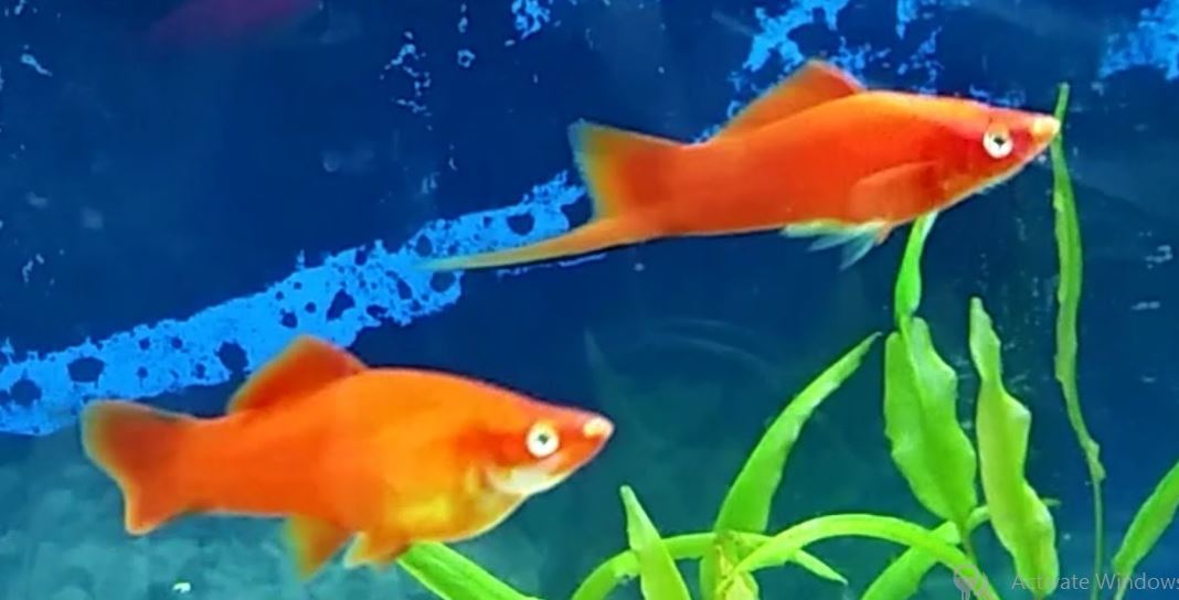 Swordtail Fish Tropical Aquarium Fish Guide {Red/Pineapple Swordtail}