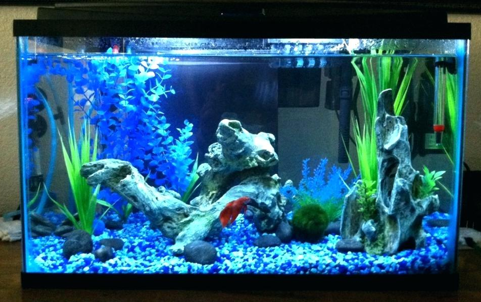 Best 5 Gallon Fish Tank ~ Top Fish Aquariums Online (2020)